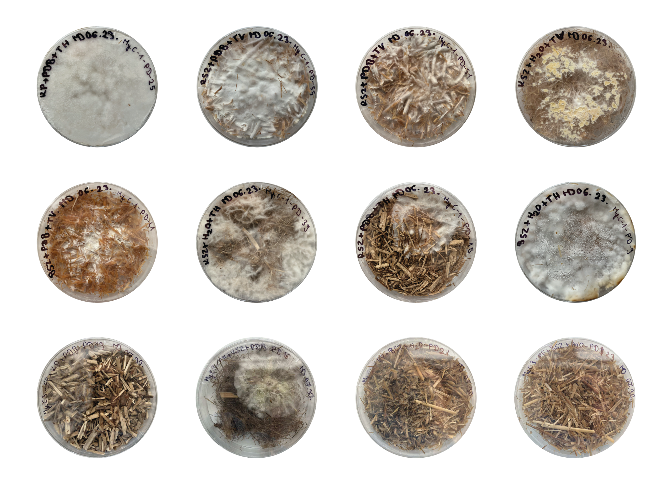 Research on Fungal-Based Packaging Materials in the CircSyst Project